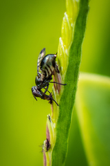 Rivellia syngenesiae