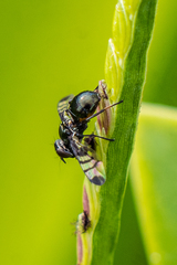 Rivellia syngenesiae