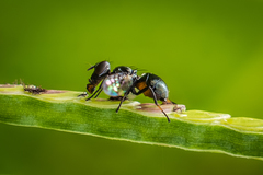 Rivellia syngenesiae