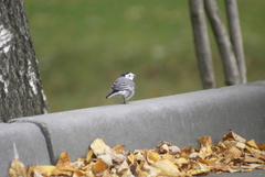 Motacilla alba