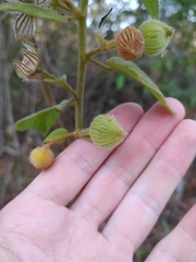 Pavonia malacophylla
