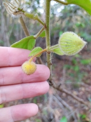 Pavonia malacophylla