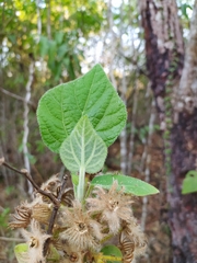 Pavonia malacophylla