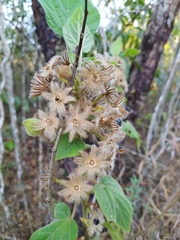 Pavonia malacophylla