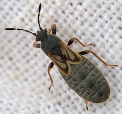 Ischnodemus sabuleti