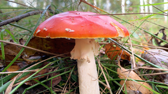 Amanita muscaria