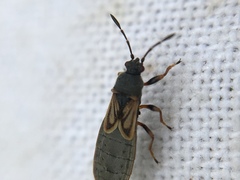 Ischnodemus sabuleti