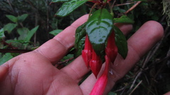 Fuchsia petiolaris