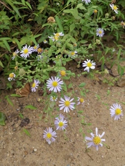 Aster indicus