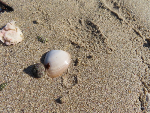 Gibbula fulgens, 2020-09-27