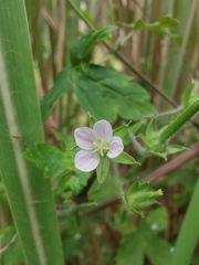 Geranium sibiricum