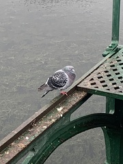 Columba livia domestica