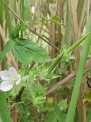Geranium sibiricum