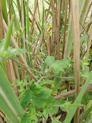 Geranium sibiricum