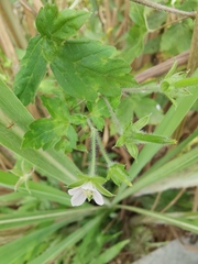 Geranium sibiricum