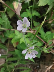 Geranium sibiricum