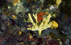 Axinella verrucosa