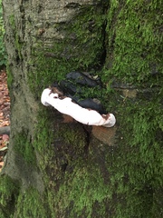 Ganoderma applanatum