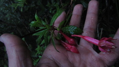 Fuchsia petiolaris