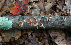 Scytinostroma artocreas