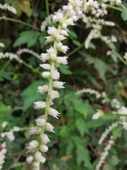 Artemisia lactiflora