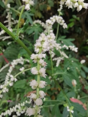 Artemisia lactiflora