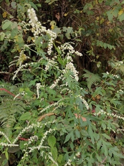 Artemisia lactiflora