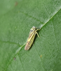 Eupterycyba jucunda