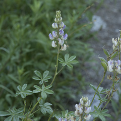 Lupinus burkei