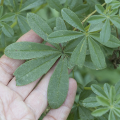Lupinus burkei