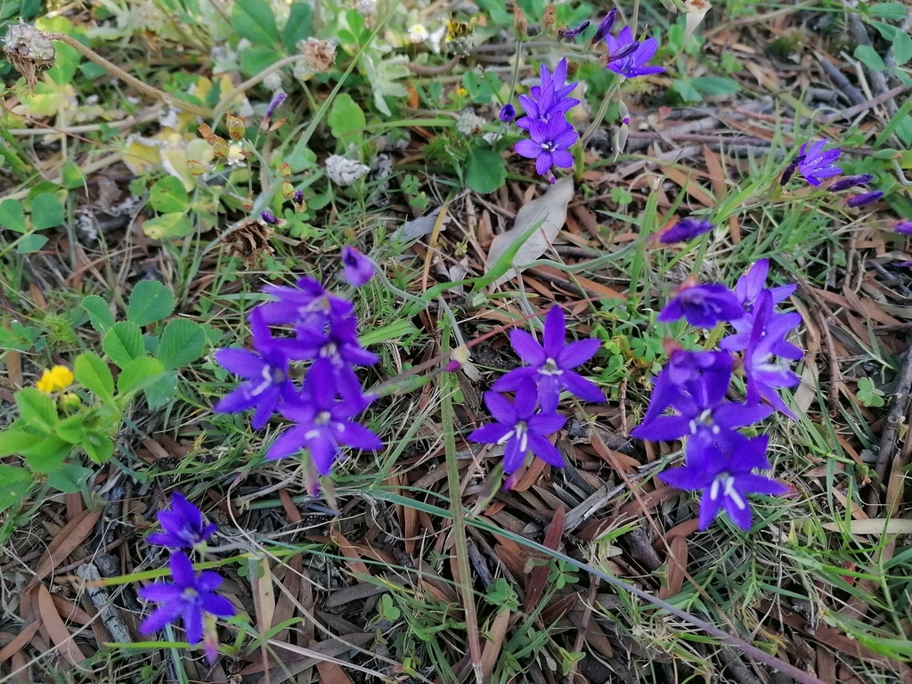 Geissorhiza aspera, UntD16 Prime Pk, Mocke Rd, Dieprivier, Elfindale, Cape Town, 7800, South Africa