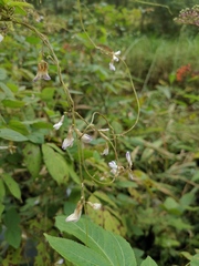 Amphicarpaea edgeworthii