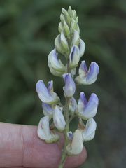 Lupinus burkei