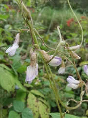 Amphicarpaea edgeworthii