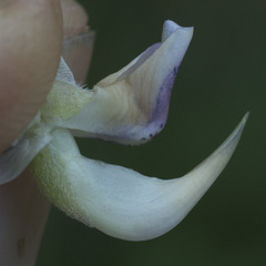 Lupinus burkei