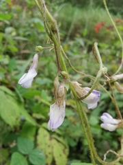Amphicarpaea edgeworthii