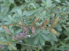 Lupinus burkei