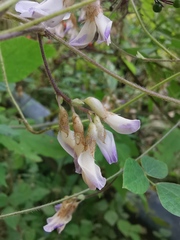 Amphicarpaea edgeworthii