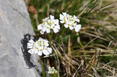 Iberis