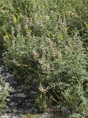 Lupinus burkei