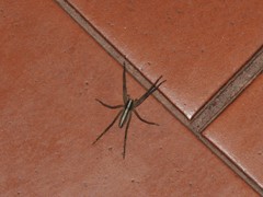 Neoctenus