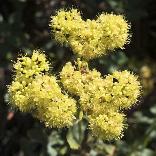 Eriogonum umbellatum var. argus