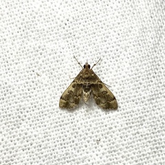 Nacoleia oncophragma