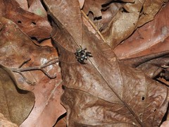 Kalcerrytus