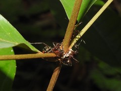 Dolichoderus attelaboides