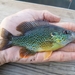 Pumpkinseed × Green Sunfish - Photo (c) Yifei, some rights reserved (CC BY-NC), uploaded by Yifei