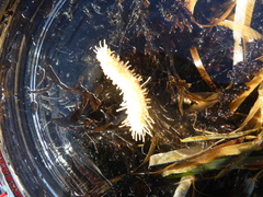 Eupentacta quinquesemita