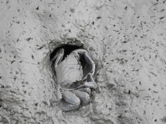 Macrophthalmus