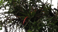 Tillandsia compacta