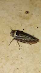 Sordana sordida